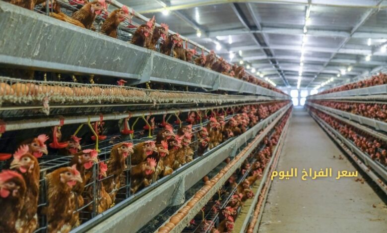 استقرار أسعار الفراخ اليوم في مصر.. تعرف على سعر الكيلو للمستهلك في الأسواق 1 أسعار الفراخ اليوم في مصر